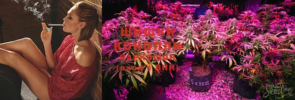 марки lsd Ельня